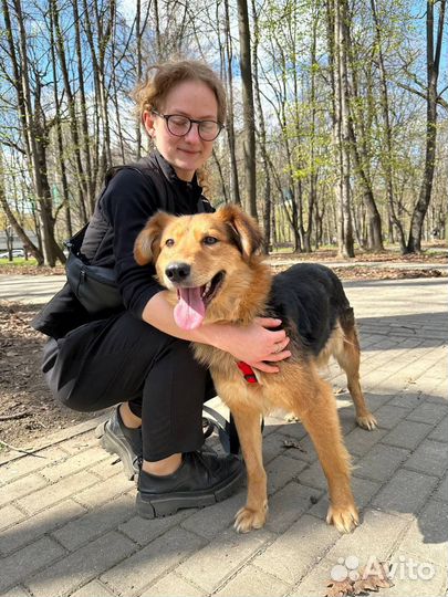 Собака в добрые руки