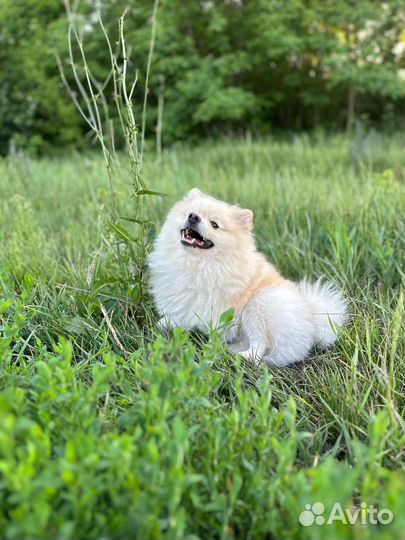 Шпиц кабель для вязки