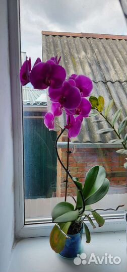Продам цветы