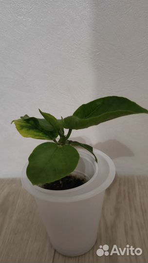 Продаётся укоренный черенок сортового гибискуса