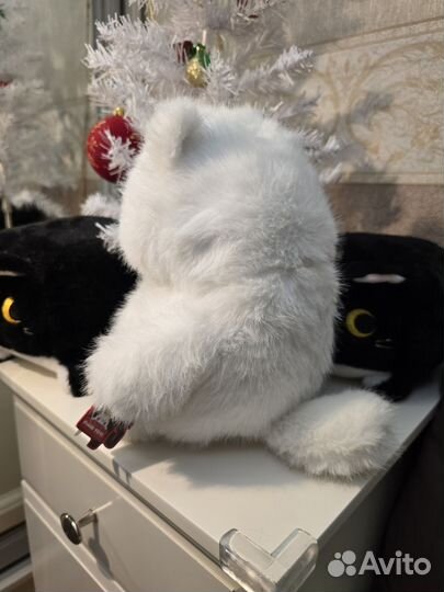 Котик из Питера