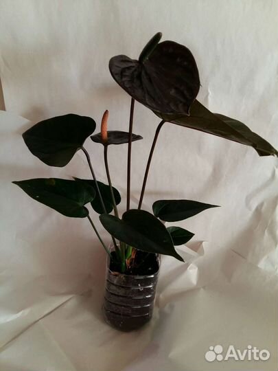 Антуриумы разные