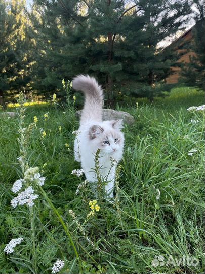 Невская маскарадная кошечка с документами