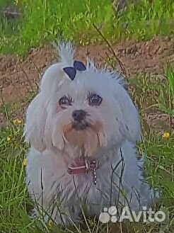 Щенки мальтипу f1