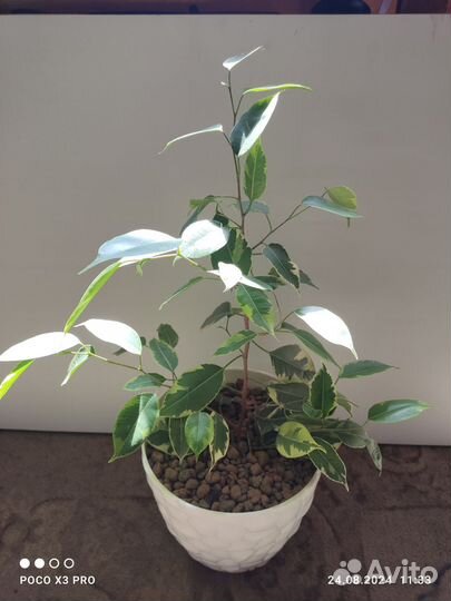 Фикус бенджамина