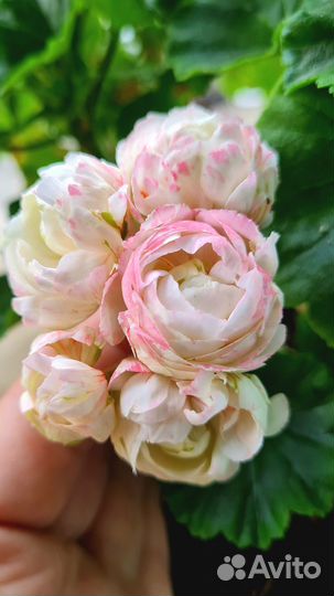 Продам черенок