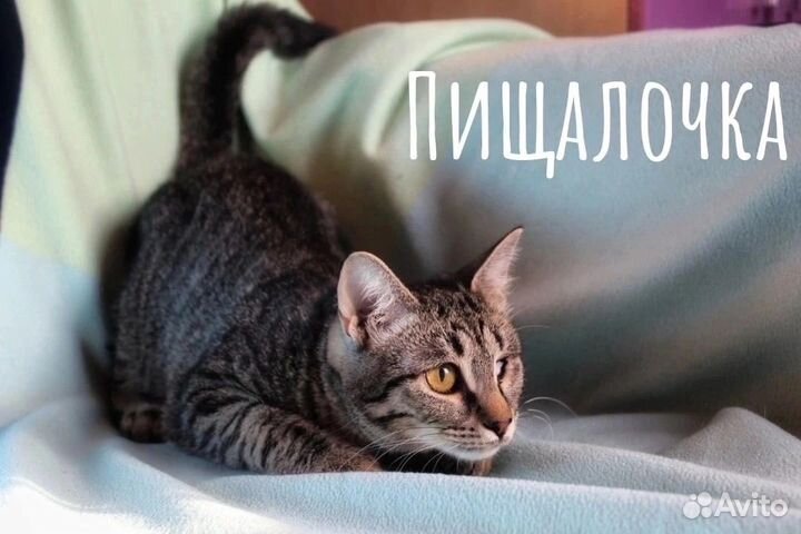Кошки в добрые руки