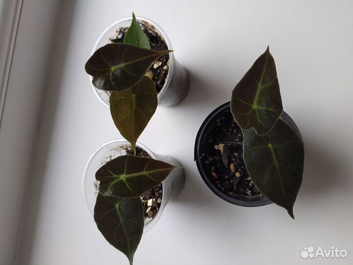 Распродажа излишек