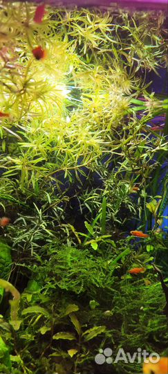 Аквариумные растения прополка