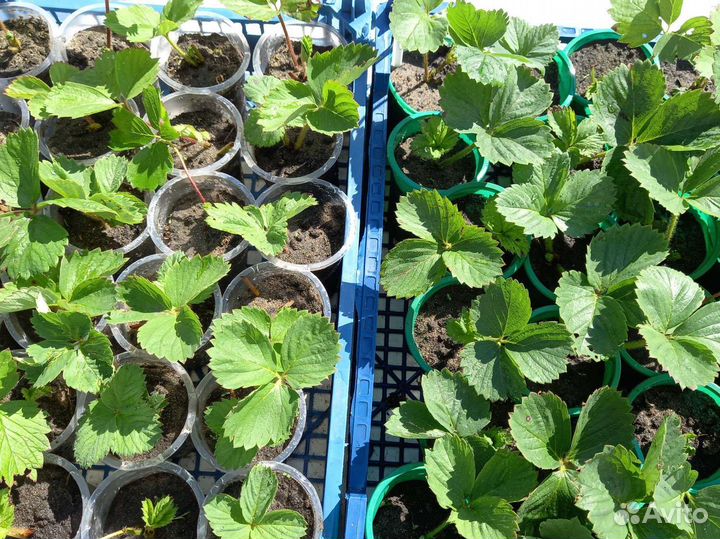 Саженцы земляники садовой