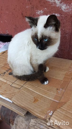 Сиамская кошечка