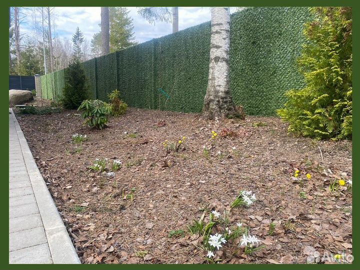 Калифорнийская изгородь