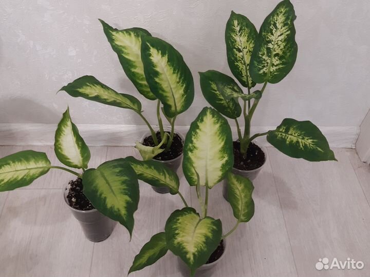 Дифенбахии,Аглаонемы