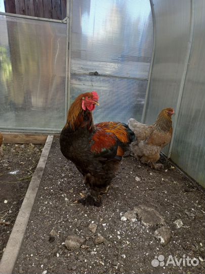 Петух брама