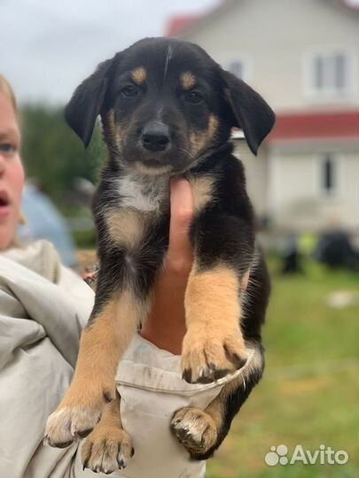 Собака в добрые руки