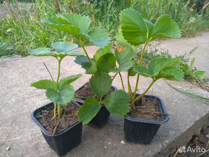 Рассада клубники