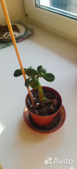 Кактусы и суккуленты