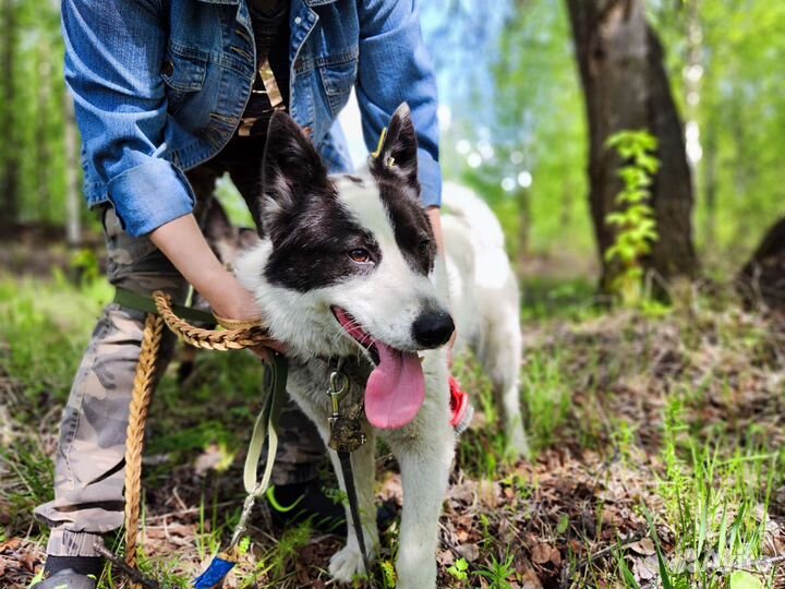 Собака в добрые руки
