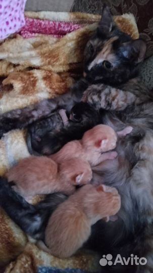 Кошка