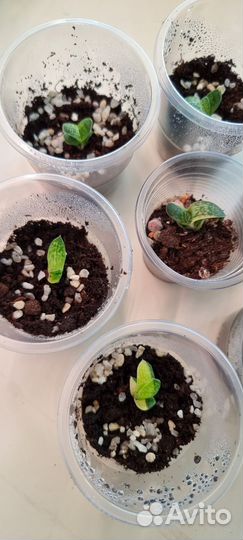 Суккулент. Гастерия вариегатная