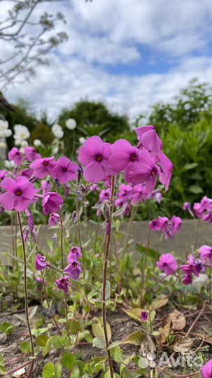 Флокс Столононосный