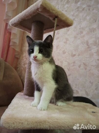 Отдаем в добрые руки