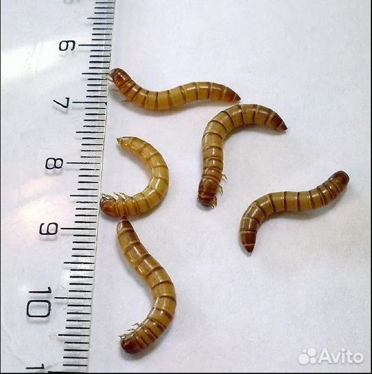 Зофобас кормовые насекомые мучник сверчки