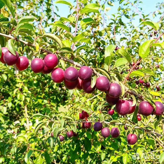 Саженцы сливы / алыча оптом Анжелина