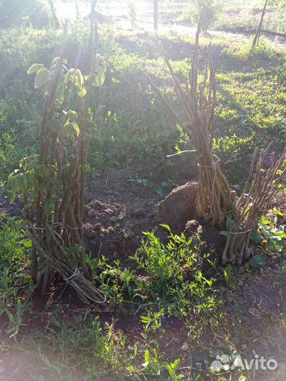 Грецкий орех саженцы