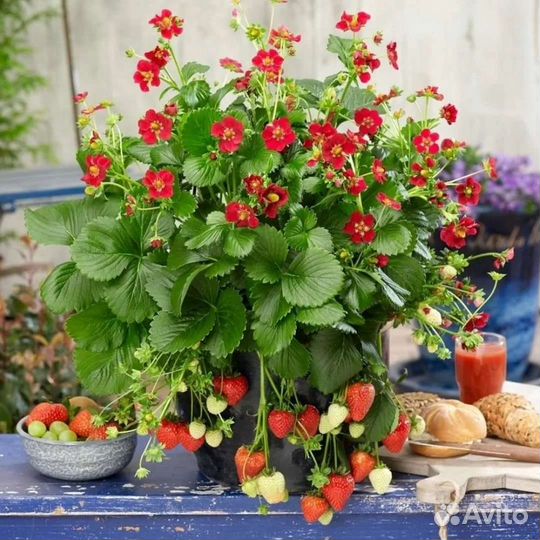 Клубника ампельная почтой