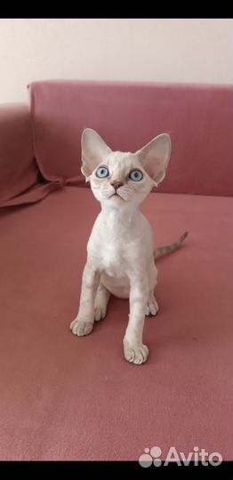 Котята Девон-рекс