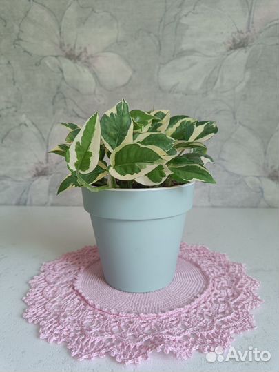 Комнатные растения цветы