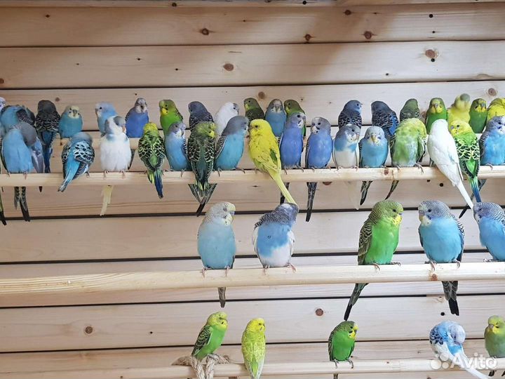 Молодеж волнистых попугаев и карелл опт