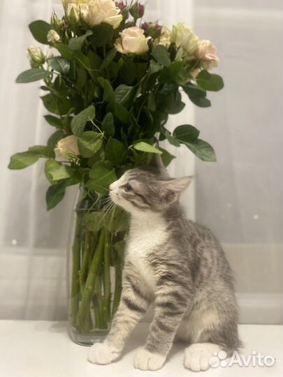 Кошка в дар