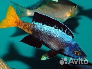 Цихлиды о.Танганьика