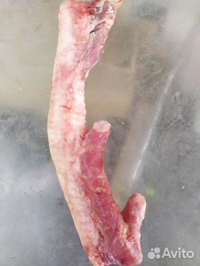 Трахея баранья