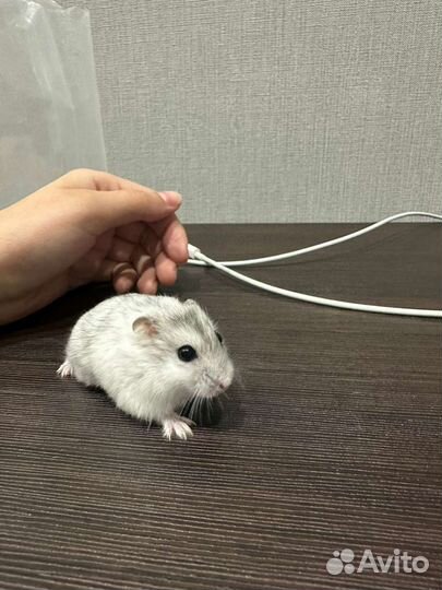 Джунгарский хомяк бесплатно