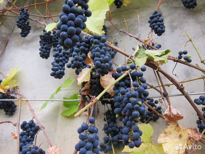 Саженцы винограда зимостойких технических сортов