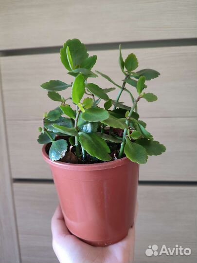 Цветы комнатные