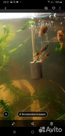 Улитки грунтовые. Гуппи