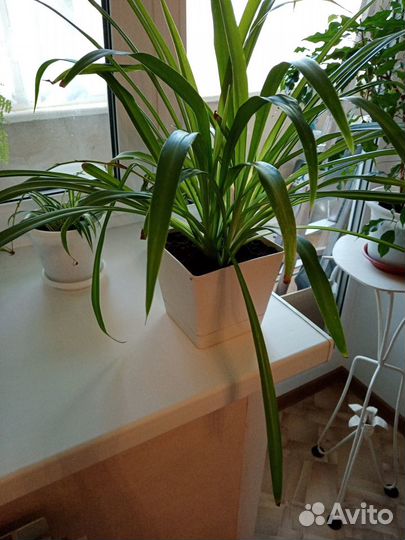 Хлорофитум зеленый