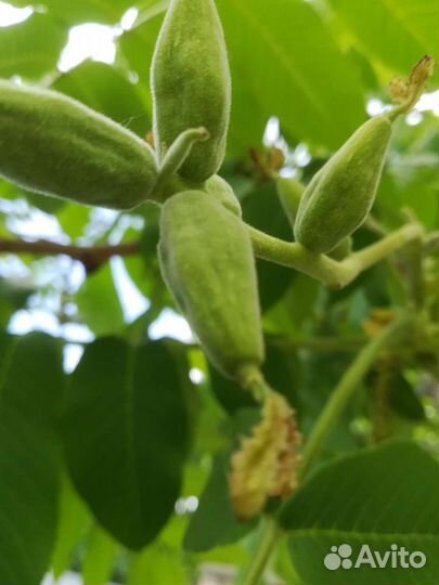 Саженцы Ореха Маньчжурского