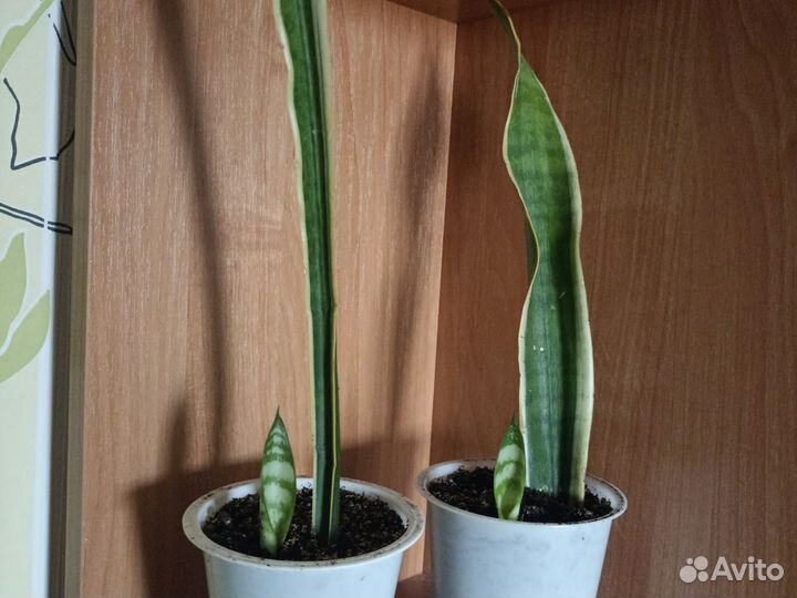 Сансевиерия взрослая и детки