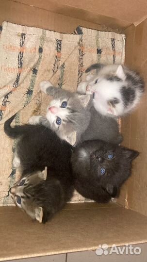 Отдам котят
