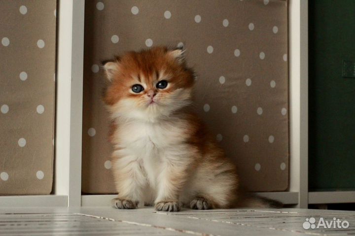 Золотые британцы