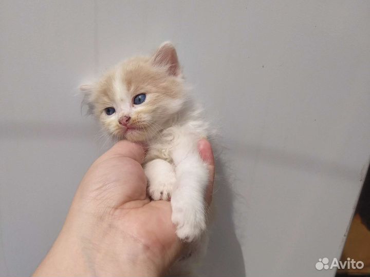 Кошка в дар бесплатно