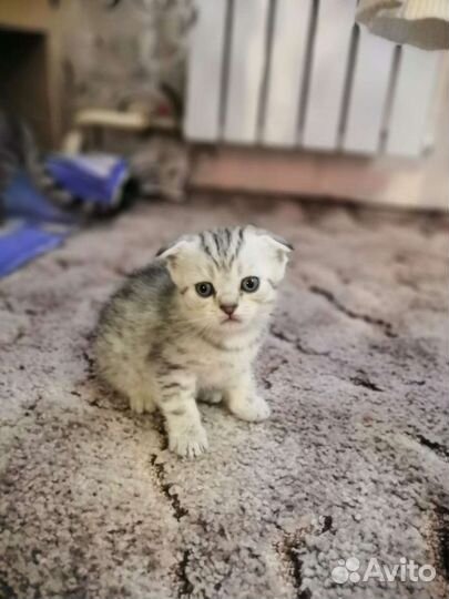 Вязка шотландский вислоухий кот для вязки