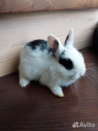 Мини карликовый кролик