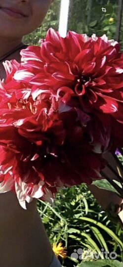 Георгины клубни