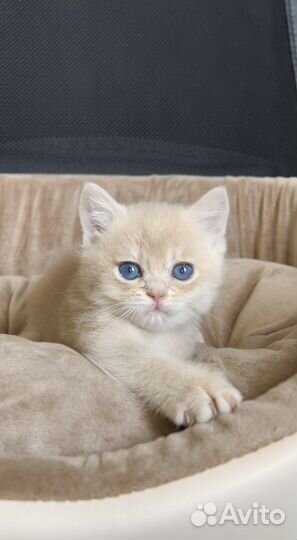 Британская золотая лиловая шиншилла шелл cy12 кот3